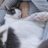 介護福祉士の猫村