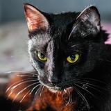 占い師くろねこ