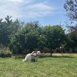 あとかる