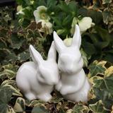 ユキウサギ❀