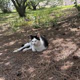 猫宮るあ
