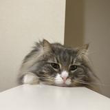 鈴木ペア