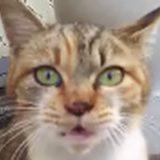 mooi