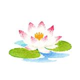水蓮suiren