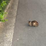 つーた0017