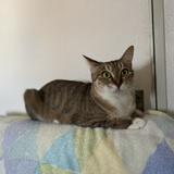 たこさばみ