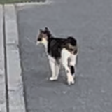 小猫jp