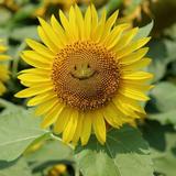 sun_mama