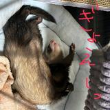 しぐれShiGIJRe