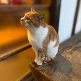 こんぶおにぎり
