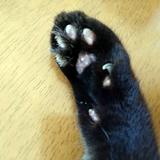 ねこのおてて　らら
