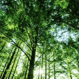 ForestStudent