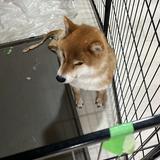 夜神 総一郎