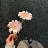 kaho_2698