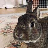 ノエルうさぎ