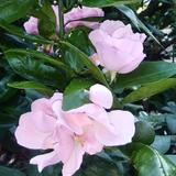 花のように。