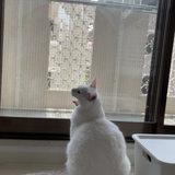 田中プログラマー