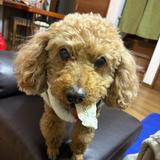 カウンセラーたぬき
