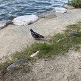 カケス鳥
