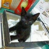 むーみにゃん
