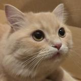 甘味ユメ