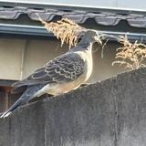 ゆっちまん