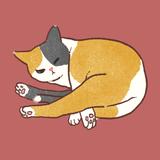 ねこまるい＿ヨガ数秘学
