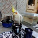 DANDO