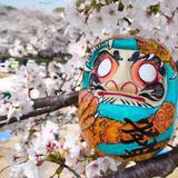 haku tomo