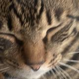 聞き入れ屋
