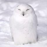 ほわいとふくろう