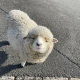 pr_wordcheck
