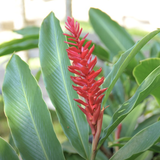 Gingerflower