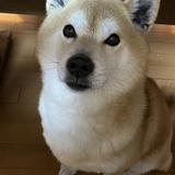 月夜野サクラ