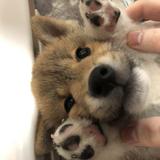 さいとうさとみ