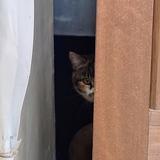 猫をこよなく愛するゴリラ