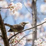 ちょこつく
