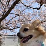 会社のお悩み相談⭐︎サチコ
