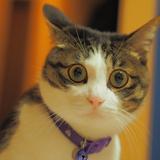 ―やまねこ―