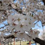 むむまる