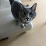 ねこたろい