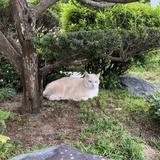 しまみさ