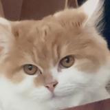 bellneko_edit