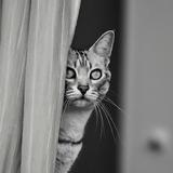 Silver  Cat