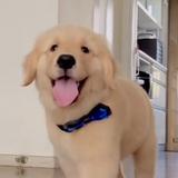 ムム犬