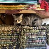 Catwork