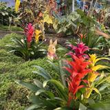 Peyangnattou