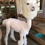 渡辺 茂人