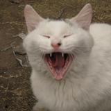 ひゅ〜いこぶら