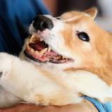 たのサン